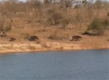 Battle at Kruger